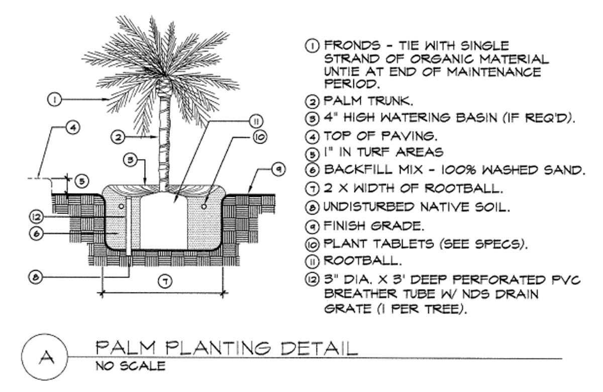 Official Palm Planting Detail DISCUSSING PALM TREES WORLDWIDE PalmTalk